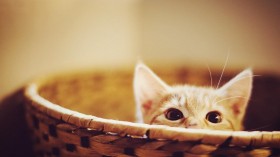 萌猫锁屏桌面壁纸