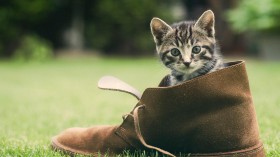萌猫锁屏桌面壁纸