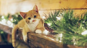 萌猫锁屏桌面壁纸