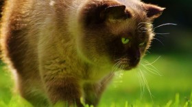 萌猫锁屏桌面壁纸