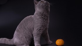 萌猫锁屏桌面壁纸