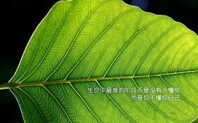 生命主题文字桌面壁纸