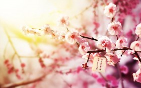 中国传统节日腊八节桌面壁纸