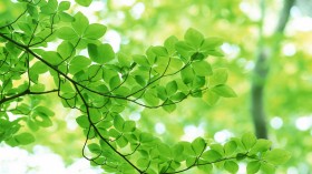 绿色植物桌面壁纸