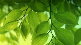 绿色植物桌面壁纸