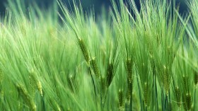 绿色植物桌面壁纸