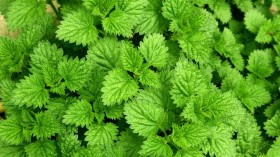绿色植物桌面壁纸