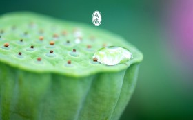 二十四节气之白露桌面壁纸
