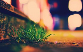 lomo唯美风格静物特写桌面壁纸