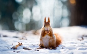 白色大地唯美冬天雪景桌面壁纸