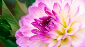 唯美花卉锁屏桌面壁纸