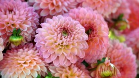 唯美花卉锁屏桌面壁纸