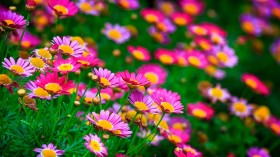 唯美花卉锁屏桌面壁纸