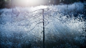 简约冬季雪景桌面壁纸