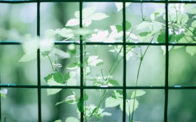 唯美植物桌面壁纸