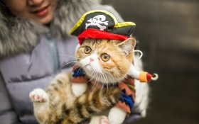 戴帽子的猫咪摄影桌面壁纸