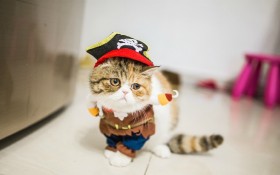戴帽子的猫咪摄影桌面壁纸