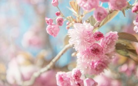 唯美樱花桌面壁纸