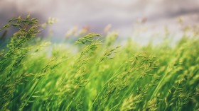 绿油油的草地风景桌面壁纸