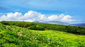 绿油油的草地风景桌面壁纸
