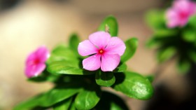 唯美简约花卉桌面壁纸