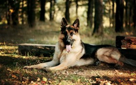 德国牧羊犬桌面壁纸