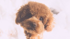 萌宠泰迪桌面壁纸