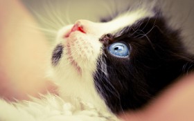 可爱猫猫高清图片壁纸