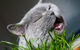 可爱猫猫高清图片壁纸