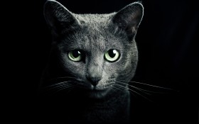 可爱猫猫高清图片壁纸