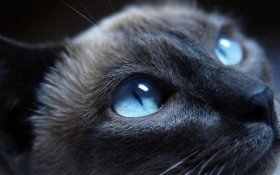 可爱猫猫高清图片壁纸