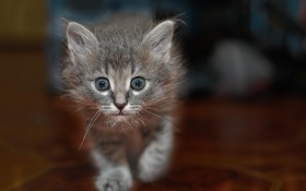 可爱猫猫高清图片壁纸