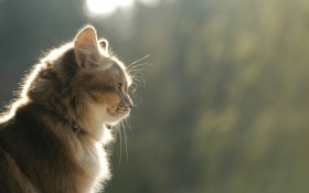 可爱猫猫高清图片壁纸