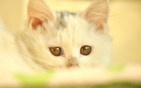 可爱猫猫高清图片壁纸