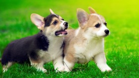 超萌柯基犬桌面壁纸