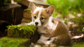超萌柯基犬桌面壁纸
