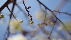 春天美丽的樱花桌面壁纸