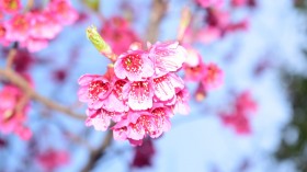春天美丽的樱花桌面壁纸