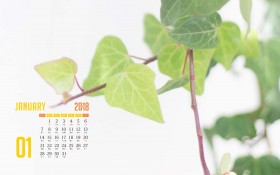 2018年1月治愈系花卉月历桌面壁纸