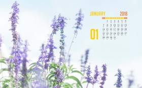 2018年1月治愈系花卉月历桌面壁纸