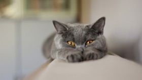 可爱萌宠猫咪桌面壁纸