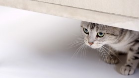 可爱萌宠猫咪桌面壁纸