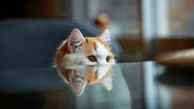 可爱萌宠猫咪桌面壁纸