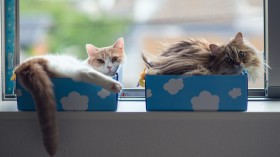 可爱萌宠猫咪桌面壁纸