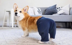 可爱的柯基犬桌面壁纸