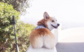 可爱的柯基犬桌面壁纸