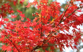 醉人的南京栖霞山红叶风景桌面壁纸