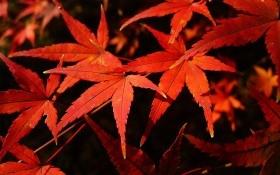 醉人的南京栖霞山红叶风景桌面壁纸