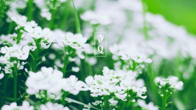 立夏节气景色桌面壁纸