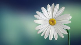 白色的雏菊桌面壁纸